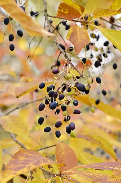 525239 - American fringe tree (Chionanthus virginicus)