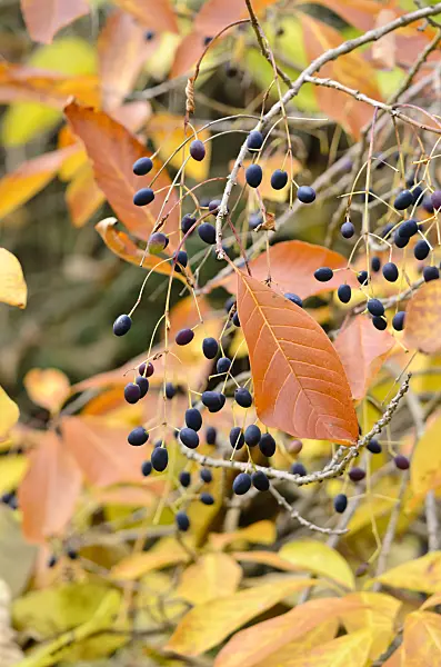 525240 - American fringe tree (Chionanthus virginicus)