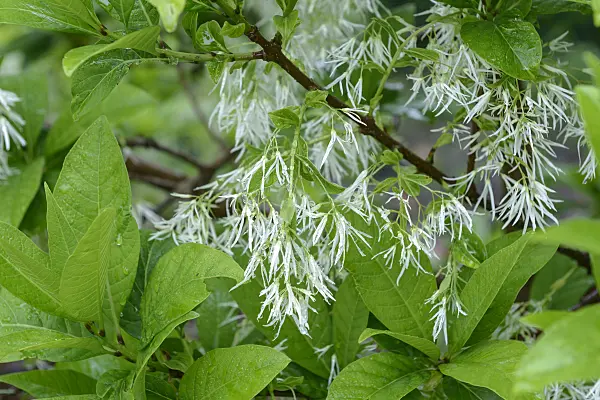 575055 - American fringe tree (Chionanthus virginicus)