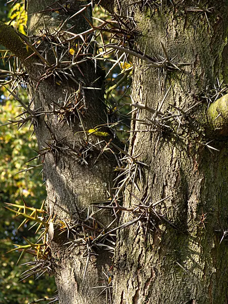 430108 - American honey locust (Gleditsia triacanthos)