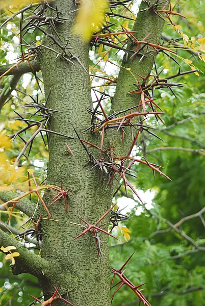 471388 - American honey locust (Gleditsia triacanthos)