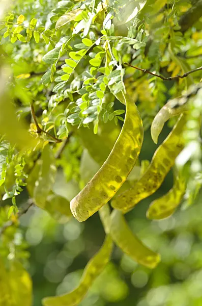500029 - American honey locust (Gleditsia triacanthos)