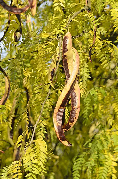 525339 - American honey locust (Gleditsia triacanthos)