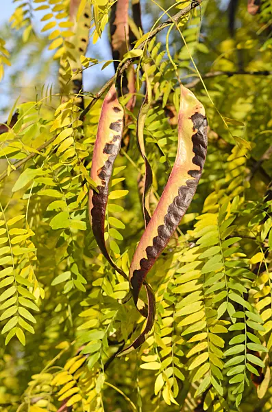 525340 - American honey locust (Gleditsia triacanthos)