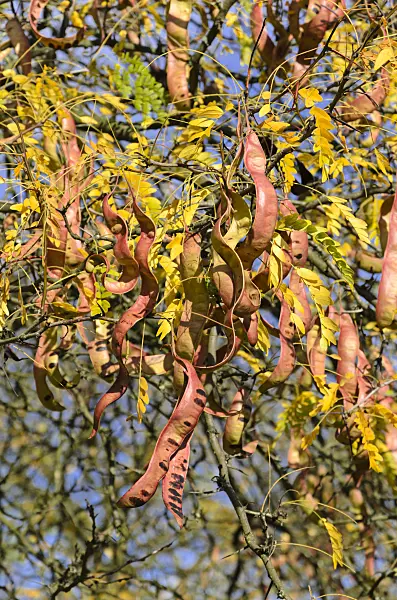 525420 - American honey locust (Gleditsia triacanthos)