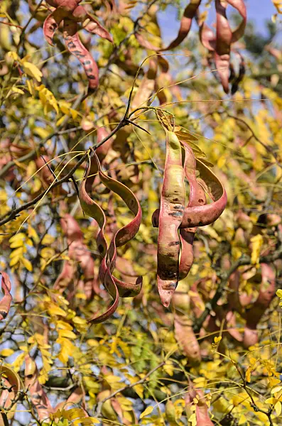 525421 - American honey locust (Gleditsia triacanthos)