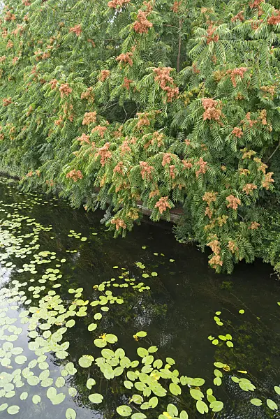 608104 - American honey locust (Gleditsia triacanthos)