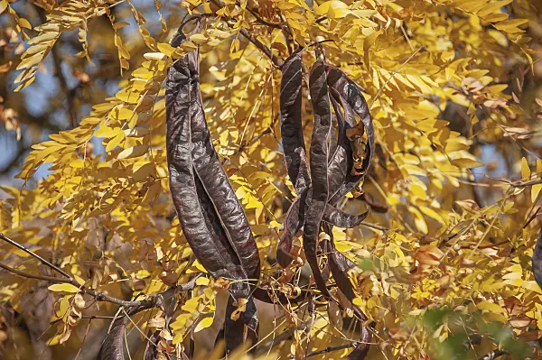 616217 - American honey locust (Gleditsia triacanthos)
