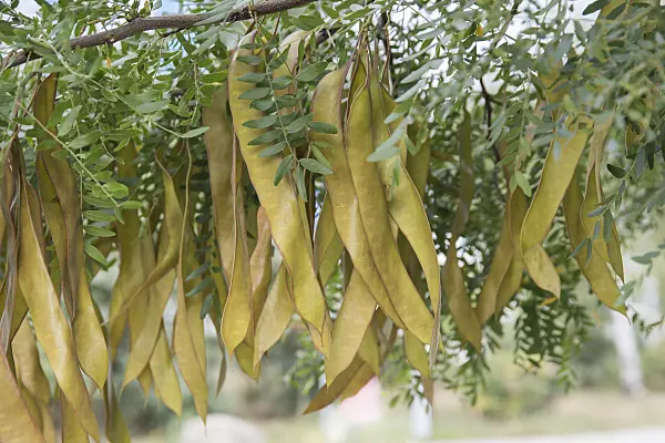 616218 - American honey locust (Gleditsia triacanthos)