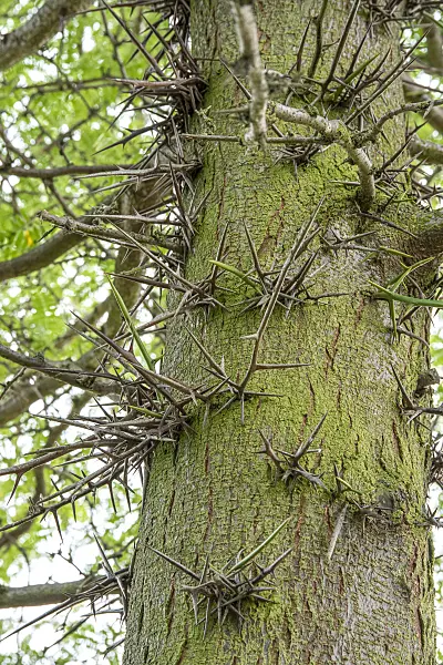 616219 - American honey locust (Gleditsia triacanthos)