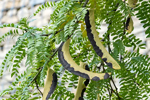 664156 - American honey locust (Gleditsia triacanthos 'Inermis')