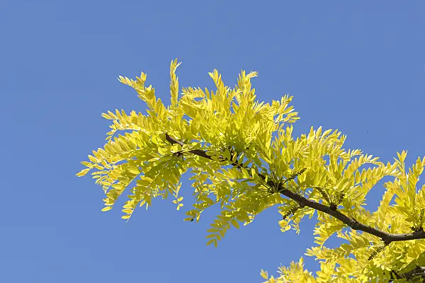 638108 - American honey locust (Gleditsia triacanthos 'Sunburst')