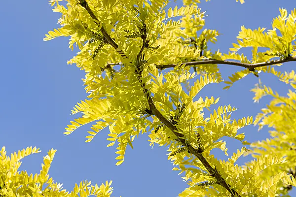651311 - American honey locust (Gleditsia triacanthos 'Sunburst')