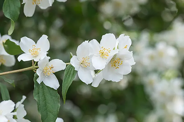 664299 - American mock orange (Philadelphus lewisii 'Blizzard')