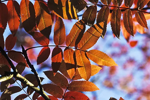 383025 - American mountain ash (Sorbus americana)