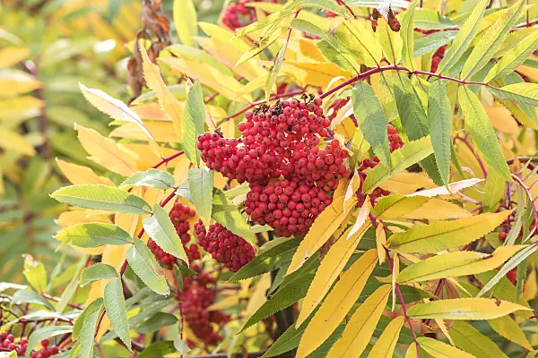 638343 - American mountain ash (Sorbus americana subsp. americana)