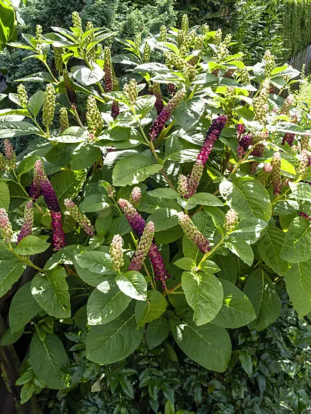 428092 - American pokeweed (Phytolacca americana)
