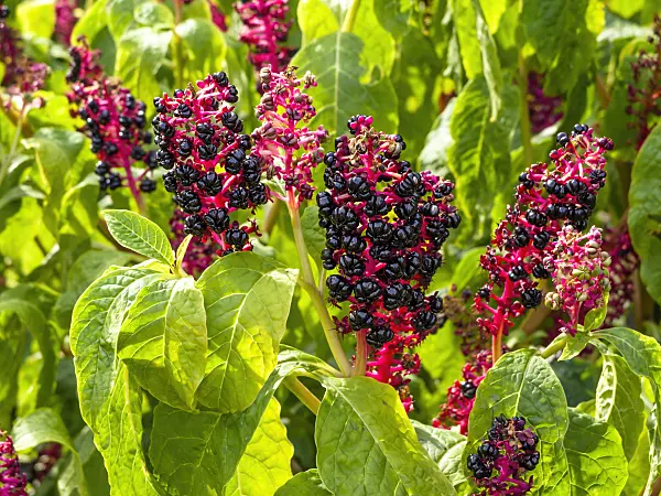 428333 - American pokeweed (Phytolacca americana)