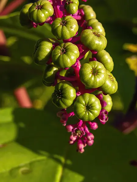 430085 - American pokeweed (Phytolacca americana)
