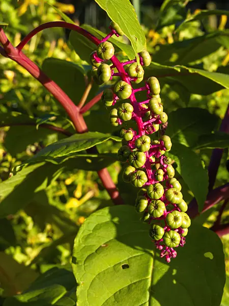 430086 - American pokeweed (Phytolacca americana)