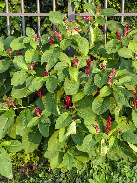 451042 - American pokeweed (Phytolacca americana)