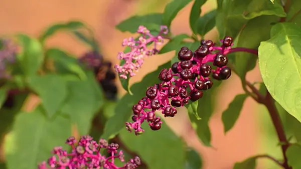 502051 - American pokeweed (Phytolacca americana)