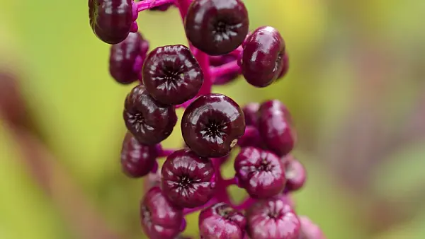 513057 - American pokeweed (Phytolacca americana)