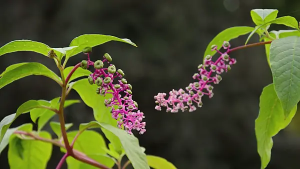 513058 - American pokeweed (Phytolacca americana)