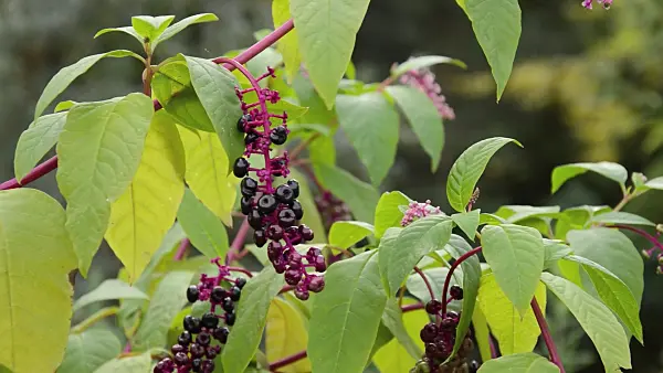 513059 - American pokeweed (Phytolacca americana)