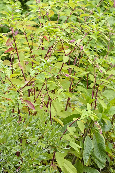 535114 - American pokeweed (Phytolacca americana)