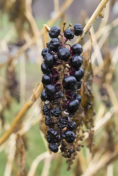 552003 - American pokeweed (Phytolacca americana)