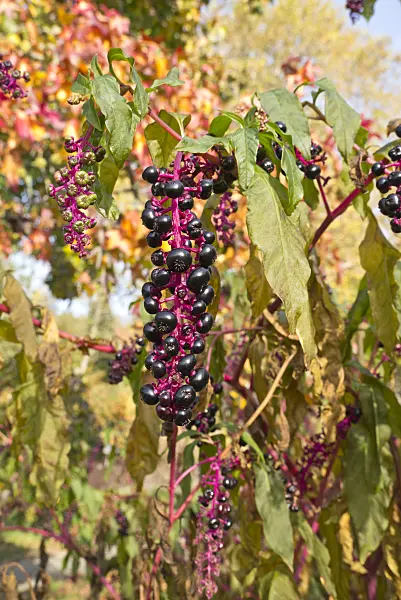 609053 - American pokeweed (Phytolacca americana)