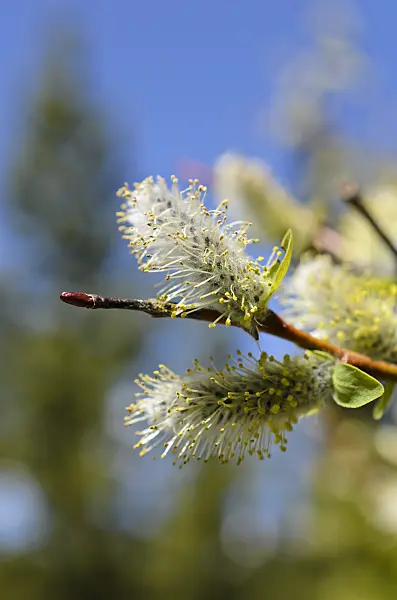 508368 - American pussy willow (Salix discolor)