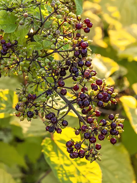 428346 - American spikenard (Aralia racemosa)