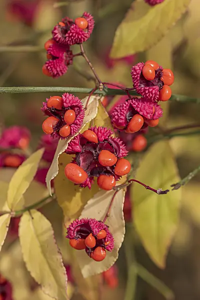 638096 - American spindle (Euonymus americanus)