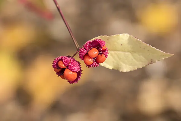 638097 - American spindle (Euonymus americanus)