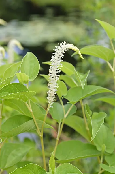 486139 - American swamp lily (Saururus cernuus)