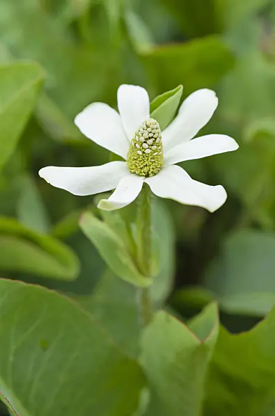 497113 - American swamp root (Anemopsis californica)
