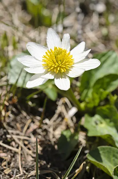 508372 - American swamp root (Anemopsis californica)