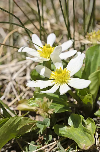 508376 - American swamp root (Anemopsis californica)