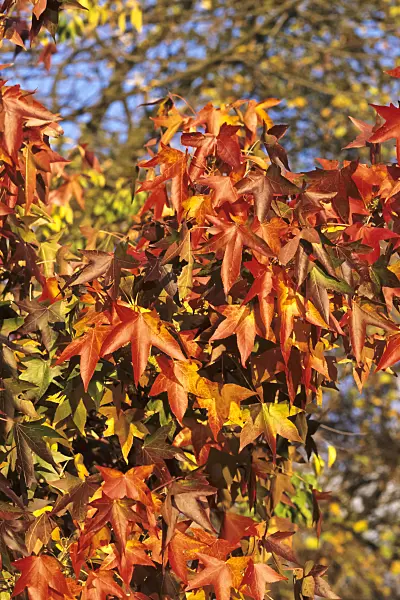 371001 - American sweetgum (Liquidambar styraciflua)