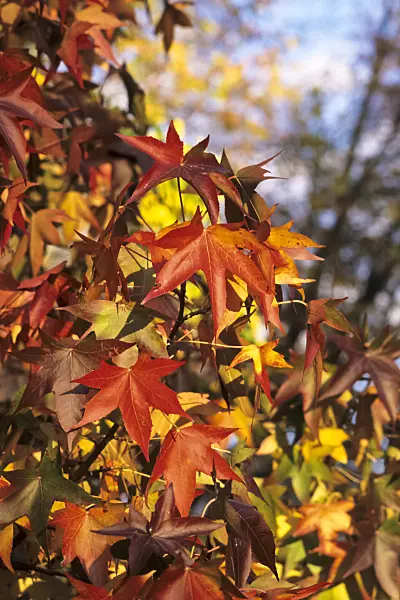 371002 - American sweetgum (Liquidambar styraciflua)
