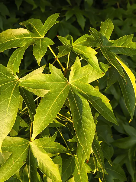 429118 - American sweetgum (Liquidambar styraciflua)