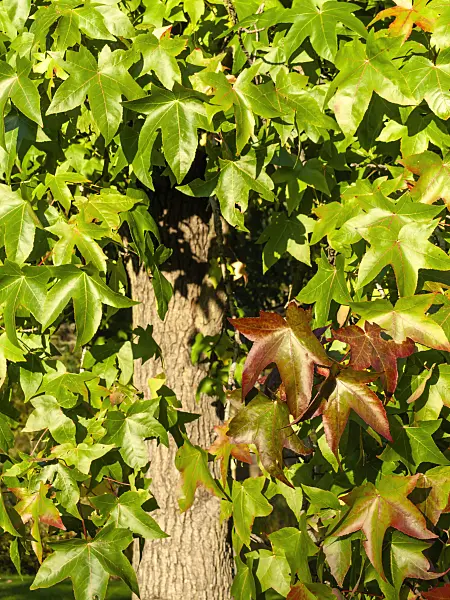 430087 - American sweetgum (Liquidambar styraciflua)