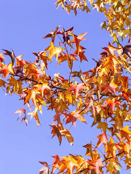 465118 - American sweetgum (Liquidambar styraciflua)