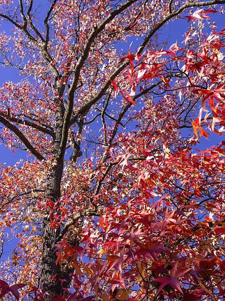 465239 - American sweetgum (Liquidambar styraciflua)