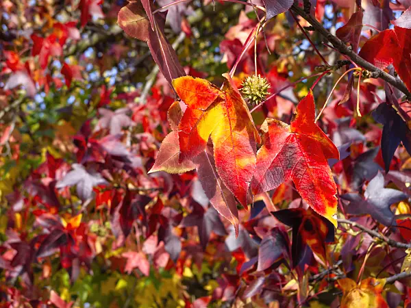 465278 - American sweetgum (Liquidambar styraciflua)