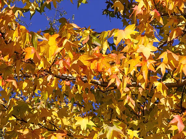 465289 - American sweetgum (Liquidambar styraciflua)