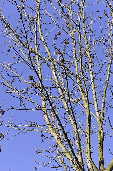 492030 - American sweetgum (Liquidambar styraciflua)