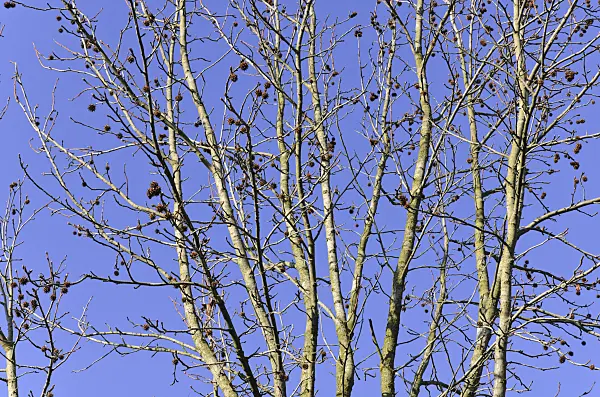 492031 - American sweetgum (Liquidambar styraciflua)